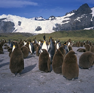 Baby Bird Photography Prints: King penguins and chicks