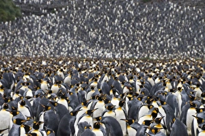 Polar Region Nature Photography Prints: King penguins, Salisbury Plain, South Georgia, South Atlantic