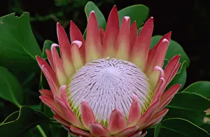 Cape Town Prints: King Protea Print, Kirstenbosch Botanical Gardens, Cape Town