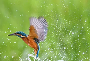 Kingfisher (Alcedo atthis), United Kingdom, Europe Kingfisher (Alcedo atthis), United Kingdom, Europe