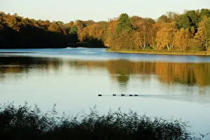 Prints of Lake, autumn, Virginia Water, Surrey, England, United Kingdom, Europe Lake Prints: Autumn Landscape Print of Virginia Water Lake