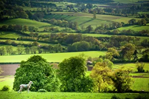 Lamb in spring, Winchcombe, The Cotswolds, Gloucestershire, England, United Kingdom Lamb in spring, Winchcombe, The Cotswolds, Gloucestershire, England, United Kingdom