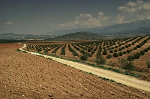 Andalucia Travel Destination Prints: Landscape with olive trees