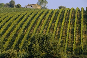 Italian Hilltop Villages Prints: Landscape, St