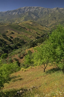 Spain Travel Destination Prints: Landscape of trees
