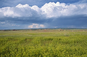 Horizontal Landscape Photography Tips Prints: Landscape of wild flowers and fields