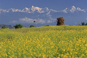 Landscape of yellow flowers of mustard crop and the Landscape of yellow flowers of mustard crop and the