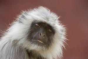 Rajasthan Wildlife Images Prints: Langur monkey (Semnopithecus entellus), Rajasthan, India, Asia