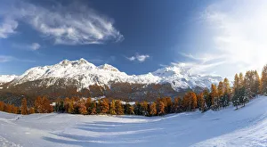 Larch tree forest in autumn surrounding the snowy peaks Piz Corvatsch Larch tree forest in autumn surrounding the snowy peaks Piz Corvatsch