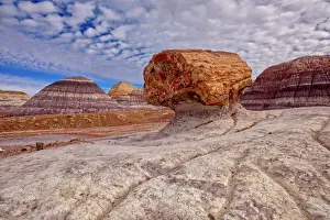 Petrified Log Print, Blue Mesa Trail