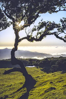 Sunset In Europe Prints: Laurel tree lit by sun rays at sunset, Fanal forest, Madeira island, Portugal, Atlantic
