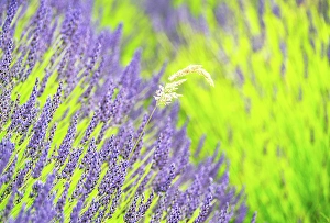 Yorkshire Dales Scenic Views Prints: Lavender fields in North Yorkshire, England, United Kingdom