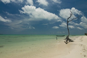 Indian Ocean Photography Prints: Leafless tree on a beautiful deserted beach, Havelock Island, Andaman Islands