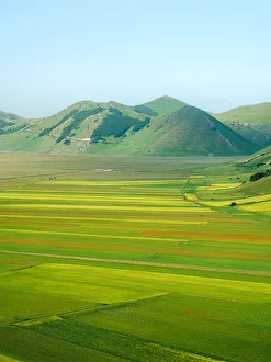Lentil fields in Castelluccio di Norcia during the high season, Umbria, Italy, Europe Lentil fields in Castelluccio di Norcia during the high season, Umbria, Italy, Europe
