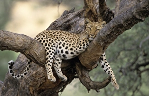 Prints of Leopard, (Panthera pardus), Duesternbrook Private Game Reserve, Windhoek, Namibia Related Prints: Leopard Print, Duesternbrook Private Game Reserve, Namibia