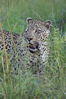 Images Dated 9th August 2008: Leopard Print, Kruger National Park