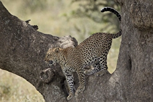 Leopard Serengeti National Park Prints: Leopard (Panthera pardus) descending from a tree, Serengeti National Park