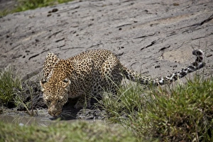 African Leopard Images Prints: Leopard (Panthera pardus) drinking, Serengeti National Park, Tanzania, East Africa