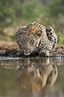 Leopard Drinking Print, Zimanga Reserve, South Africa