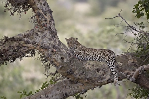 Leopard in a Fig Tree Print, Kruger National Park