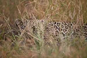Leopard (Panthera pardus) hiding in tall grass, Kruger National Park, South Africa Leopard (Panthera pardus) hiding in tall grass, Kruger National Park, South Africa