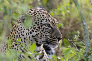 Leopard with Impala Kill Print