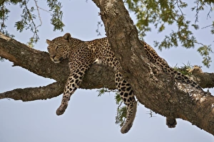 Leopard (Panthera pardus) relaxing in a tree, Serengeti National Park, Tanzania Leopard (Panthera pardus) relaxing in a tree, Serengeti National Park, Tanzania