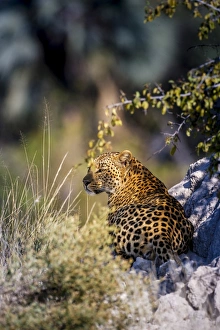 Leopard Photography Prints: Leopard (Panthera pardus) resting on a termite mound, Moremi, Okavango Delta, Botswana