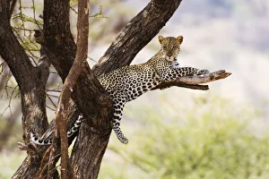 African Leopard Photos Prints: A leopard (Panthera pardus) rests on a tree, Samburu National Reserve, Kenya, East Africa