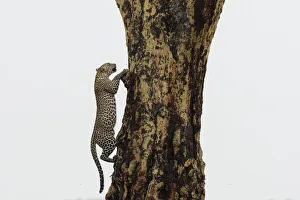 Leopard (Panthera pardus), Seronera, Serengeti National Park, Tanzania, East Africa Leopard (Panthera pardus), Seronera, Serengeti National Park, Tanzania, East Africa