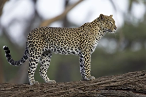 Panthera Pardus Photo Prints: Leopard (Panthera pardus) standing on log