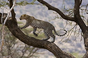 Leopard In Kenya Prints: A leopard (Panthera pardus) walking on a tree branch, Samburu National Reserve, Kenya