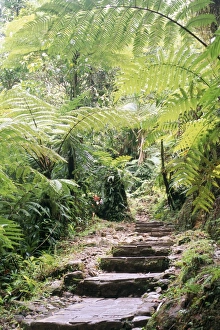 Guadeloupe Waterfalls Prints: Les chutes de Carbert
