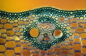 Maize Stem Transverse Section Print