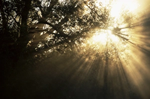 Europe Outdoor Landscapes Prints: Light rays through trees