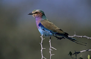 African Bird Species Photos Prints: Lilac-brested Roller