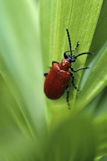 Images Dated 8th January 2000: Lily Leaf Beetle Print