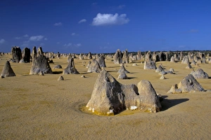 Nambung National Park Prints: Limestone pillars in the Pinnacles Desert, Nambung National Park, Western Australia