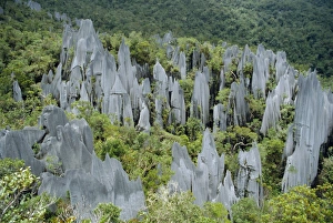 Images Dated 5th August 2008: Limestone Pinnacles Print - Gunung Mulu National Park, Borneo