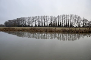 UK Countryside Images Prints: Line of bare trees reflected in River Thames, Lechlade, Cotswolds, Gloucestershire