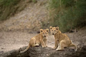 Lion cubs (Panthera leo), Serengeti National Park, Tanzania, East Africa, Africa Lion cubs (Panthera leo), Serengeti National Park, Tanzania, East Africa, Africa