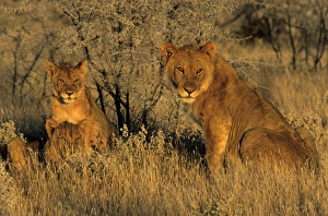 African Lion Photos Prints: Lioness with cubs