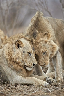Two lions (Panthera leo) greeting each other, Kruger National Park, South Africa, Africa Two lions (Panthera leo) greeting each other, Kruger National Park, South Africa, Africa