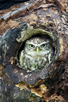Little Owl (Athene noctua), captive, Barn Owl Centre, Gloucestershire, England Little Owl (Athene noctua), captive, Barn Owl Centre, Gloucestershire, England