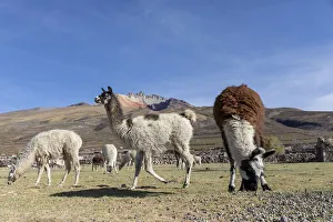 Llamas (Lama glama), feeding near Coqueza, a small town near the Thunupa Volcano Llamas (Lama glama), feeding near Coqueza, a small town near the Thunupa Volcano