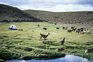 Chilean National Parks Tourism Prints: Llamas passing tent and backpacker