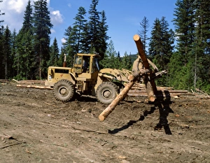 Forestry Management Practices Prints: Loading logs, British Columbia, Canada, North America