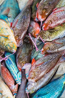 Local fish market, Praslin, Republic of Seychelles, Indian Ocean, Africa Local fish market, Praslin, Republic of Seychelles, Indian Ocean, Africa