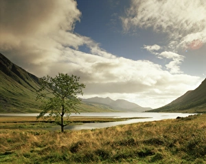 United Kingdom Landscape Photography Prints: Loch Etive and lone tree