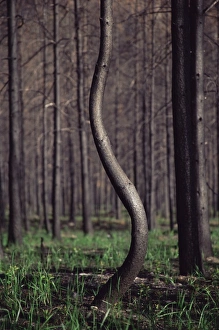 Lodgepole Pine Print, Glacier National Park, Montana